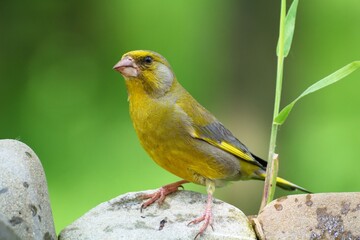  The European Greenfinch (Chloris chloris) on stones. Czechia. Europe.