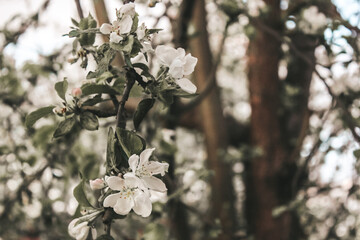 spring