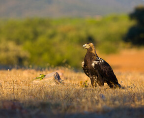 AGUILA IMPERIAL  IBERICA (Aquila adalberti)