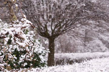 Hazelnut blossom in snow