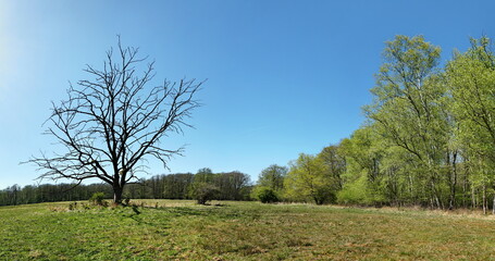 Old dead Tree in Spring Panorama in a Bog - Panorama