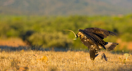 AGUILA IMPERIAL  IBERICA (Aquila adalberti)