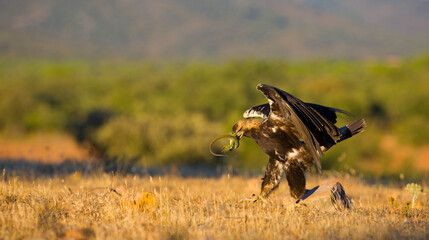 AGUILA IMPERIAL  IBERICA (Aquila adalberti)