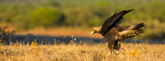 AGUILA IMPERIAL  IBERICA (Aquila adalberti)