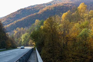 Obraz premium Autumn mountain landscape - yellowed and reddened autumn trees combined with green needles on the side of a small road. Colorful autumn landscape scene in the Ukrainian Carpathians.