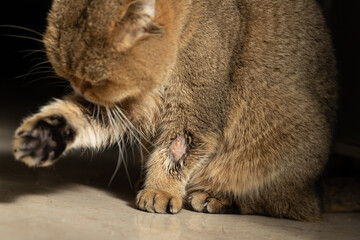 golden scottish fold cat sick with lichen