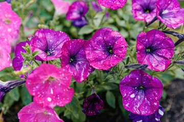 Very beautiful petunia flowers of the Dot Star Dark Violet and Dot Star Deep Pink varieties.