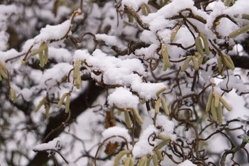 Hazelnut blossom in snow