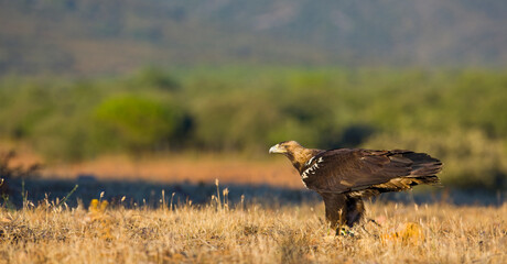 AGUILA IMPERIAL  IBERICA (Aquila adalberti)