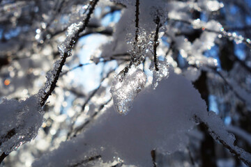 Icing on the branches of forest trees in a snowy forest