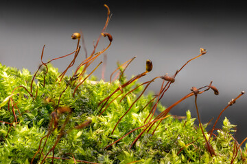 Spagnum moss macro closeup