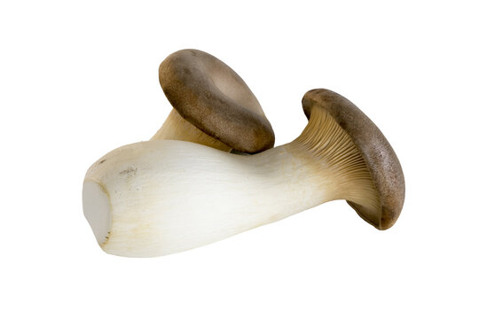 Pilze Seitlinge Kraeuterseitling Zitronenseitling Limonenseitling pilz, zitronenseitling, kr&auml;uterseitling, kr&auml;uter seitling, zitronen seitling, saitling, seitling, pleurotus eryngii, champignon, cuisi