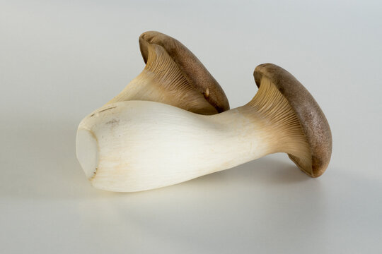 Pilze Seitlinge Kraeuterseitling Zitronenseitling Limonenseitling pilz, zitronenseitling, kr&auml;uterseitling, kr&auml;uter seitling, zitronen seitling, saitling, seitling, pleurotus eryngii, champignon, cuisi