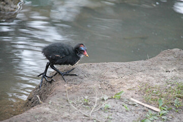 Chick of the common moorhen (Gallinula chloropus), also known as the swamp chicken, is a bird species in the rail family (Rallidae). It is distributed across many parts of the Old World.
