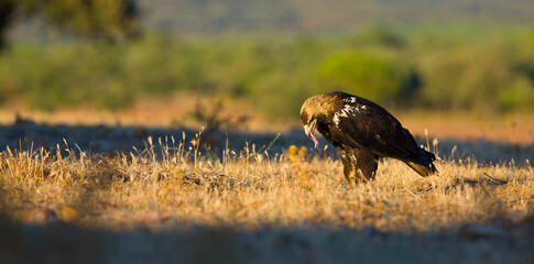 AGUILA IMPERIAL  IBERICA (Aquila adalberti)