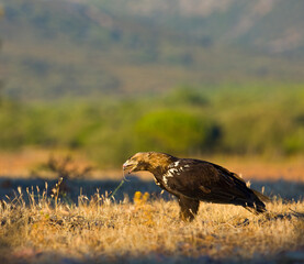 SPANISH IMPERIAL EAGLE - AGUILA IMPERIAL  IBERICA (Aquila adalberti)