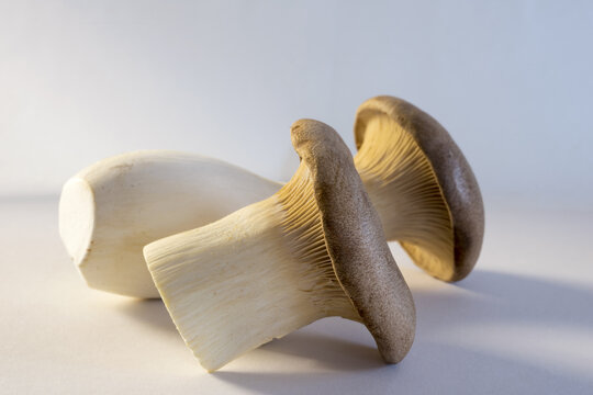Pilze Seitlinge Kraeuterseitling Zitronenseitling Limonenseitling pilz, zitronenseitling, kr&auml;uterseitling, kr&auml;uter seitling, zitronen seitling, saitling, seitling, pleurotus eryngii, champignon, cuisi