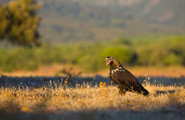 SPANISH IMPERIAL EAGLE - AGUILA IMPERIAL  IBERICA (Aquila adalberti)