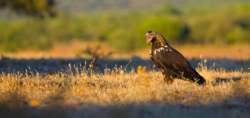 SPANISH IMPERIAL EAGLE - AGUILA IMPERIAL  IBERICA (Aquila adalberti)