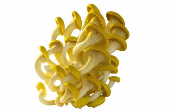 Pilze Seitlinge Kraeuterseitling Zitronenseitling Limonenseitling pilz, zitronenseitling, kr&auml;uterseitling, kr&auml;uter seitling, zitronen seitling, saitling, seitling, pleurotus eryngii, champignon, cuisi