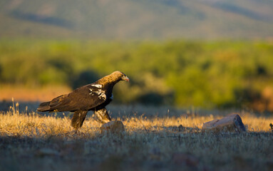 SPANISH IMPERIAL EAGLE - AGUILA IMPERIAL  IBERICA (Aquila adalberti)