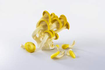 Pilze Seitlinge Kraeuterseitling Zitronenseitling Limonenseitling pilz, zitronenseitling,...