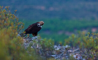 SPANISH IMPERIAL EAGLE - AGUILA IMPERIAL  IBERICA (Aquila adalberti)