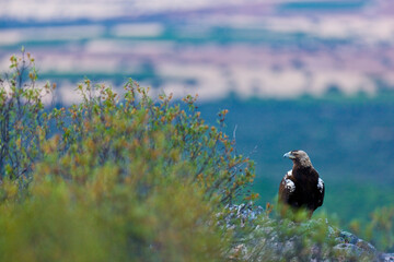SPANISH IMPERIAL EAGLE - AGUILA IMPERIAL  IBERICA (Aquila adalberti)