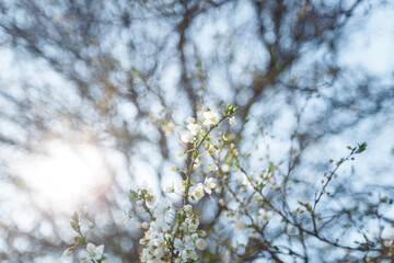 Branch of blossoming cherry tree with white flowers on blue sky background in sun rays light