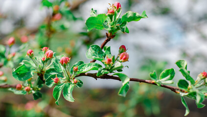 A branch of a blooming apple tree with buds on the background of a blue sky. Natural background, spring concert. 