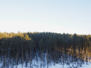 Winter forest in Belarus