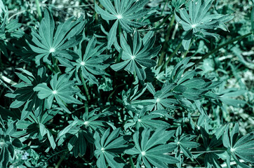 Natural plant background. Lupine leaves and grass. Tidewater green tint. 