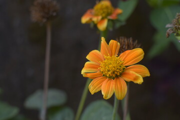 Orange flower in garden
