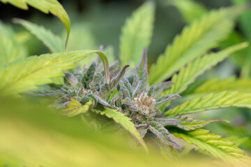 Detail of a Northern Light Cannabis Autoflowering