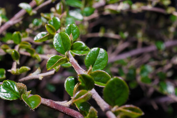 First young green foliage on bush branch. Soft focused macro shot of leaves on twig. Spring coming concept.