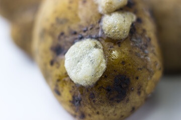 Rotting potatoes on a white background