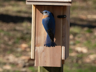 Bluebird on house