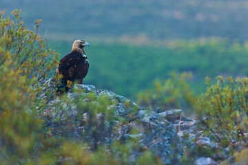 SPANISH IMPERIAL EAGLE - AGUILA IMPERIAL  IBERICA (Aquila adalberti)