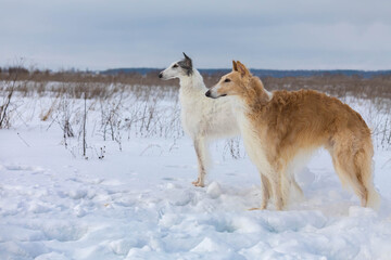 Obraz premium Russian greyhound dog in the winter snow field looks out for prey. Place for the inscription