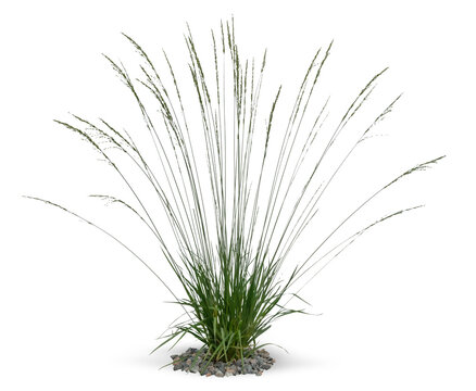 Single tuft of ornamental grass isolated on white background