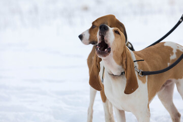 Beagle dog in the winter snow field looks out for prey. Place for the inscription