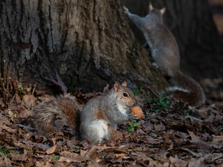 Naklejka na ściany i meble Close-up of a squirrel with a nut