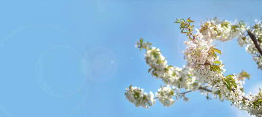 beginning of spring blooming downy cherry buds white colors banner