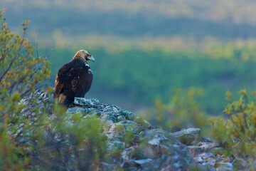 SPANISH IMPERIAL EAGLE - AGUILA IMPERIAL  IBERICA (Aquila adalberti)