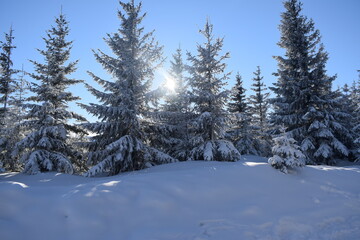 snowy land or winter on a beautiful sunny and cold day. 