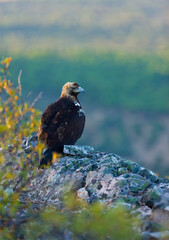 SPANISH IMPERIAL EAGLE - AGUILA IMPERIAL  IBERICA (Aquila adalberti)