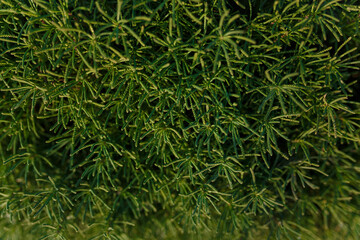 Fototapeta premium Texture of green bush with small foliage