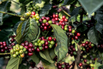 Dyfed, Sheep Meadow - Central Park, Silk Road, Thailand, The Theater at Madison Square Garden