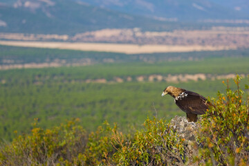 SPANISH IMPERIAL EAGLE - AGUILA IMPERIAL  IBERICA (Aquila adalberti)