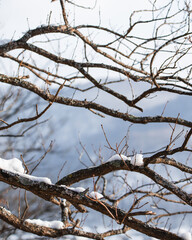 Fototapeta na wymiar Branches covered in snow